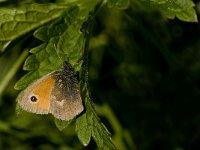 Coenonympha pamphilus 33, Hooibeestje, Saxifraga-Jan van der Straaten