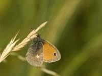 Coenonympha pamphilus 36, Hooibeestje, Saxifraga-Jan van der Straaten