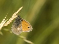 Coenonympha pamphilus 37, Hooibeestje, Saxifraga-Jan van der Straaten