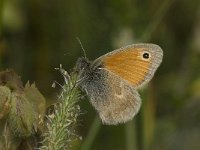 Coenonympha pamphilus 38, Hooibeestje, Saxifraga-Willem van Kruijsbergen