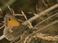 Coenonympha pamphilus 39, Hooibeestje, Saxifraga-Jan van der Straaten