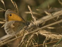 Coenonympha pamphilus 40, Hooibeestje, Saxifraga-Jan van der Straaten