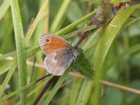 Coenonympha pamphilus 42, Hooibeestje, Saxifraga-Peter Meininger