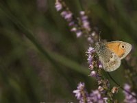 Coenonympha pamphilus 44, Hooibeestje, Saxifraga-Jan van der Straaten