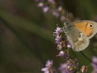 Coenonympha pamphilus 46, Hooibeestje, Saxifraga-Jan van der Straaten