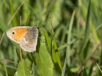 Coenonympha pamphilus 48, Hooibeestje, Saxifraga-Jan van der Straaten