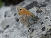 Coenonympha pamphilus 49, Hooibeestje, Saxifraga-Willem van Kruijsbergen