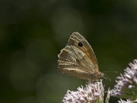 Coenonympha pamphilus 50, Hooibeestje, Saxifraga-Willem van Kruijsbergen