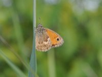 Coenonympha pamphilus 54, Hooibeestje, Saxifraga-Luuk Vermeer