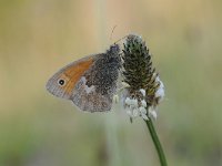 Coenonympha pamphilus 56, Hooibeestje, Saxifraga-Luuk Vermeer