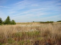 Coenonympha pamphilus 6, Hooibeestje, habitat, Vlinderstichting-Henk Bosma