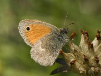 Coenonympha pamphilus 8, Hooibeestje, Saxifraga-Jan van der Straaten