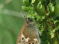 Coenonympha tullia 13, Veenhooibeestje, Vlinderstichting-Joost Uittenbogaard