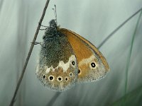 Coenonympha tullia 7, Veenhooibeestje, Saxifraga-Robert Ketelaar