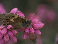 Coenonympha tullia 12, Veenhooibeestje, Vlinderstichting-Geert de Vries