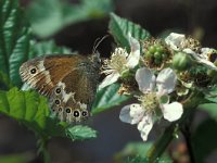 Coenonympha tullia 14, Veenhooibeestje, Vlinderstichting-Kars Veling