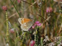 Coenonympha tullia 8, Veenhooibeestje, Vlinderstichting-Albert Vliegenthart