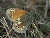 Coenonympha tullia 9, Veenhooibeestje, Saxifraga-Robert Ketelaar