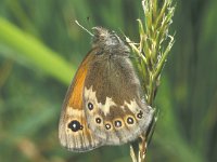 Coenonympha tullia ssp davus 11, Veenhooibeestje, female, Saxifraga-Frits Bink