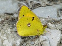 Colias alfacariensis 10, Zuidelijke luzernevlinder, Saxifraga-Marijke Verhagen