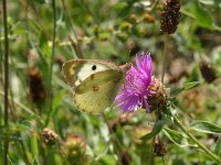 Colias alfacariensis 11, Zuidelijke luzernevlinder, Vlinderstichting-Kars Veling