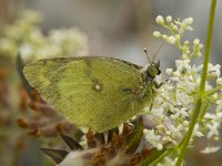 Colias alfacariensis 12, Zuidelijke luzernevlinder, Saxifraga-Marijke Verhagen