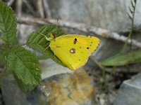 Colias alfacariensis 13, Zuidelijke luzernevlinder, Saxifraga-Marijke Verhagen