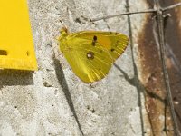 Colias alfacariensis 14, Zuidelijke luzernevlinder, Saxifraga-Marijke Verhagen