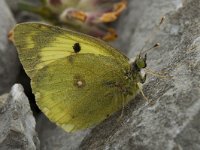 Colias alfacariensis 15, Zuidelijke luzernevlinder, Saxifraga-Marijke Verhagen