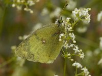 Colias alfacariensis 16, Zuidelijke luzernevlinder, Saxifraga-Marijke Verhagen