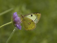 Colias alfacariensis 2, Zuidelijke luzernevlinder, female, Saxifraga-Marijke Verhagen