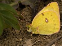 Colias alfacariensis 21, Zuideljike luzernevlinder, Saxifraga-Jan van der Straaten