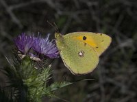 Colias alfacariensis 22, Zuidelijke luzernevlinder, Saxifraga-Willem van Kruijsbergen