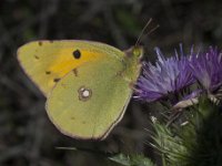 Colias alfacariensis 24, Zuidelijke luzernevlinder, Saxifraga-Willem van Kruijsbergen