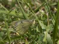 Colias alfacariensis 25, Zuidelijke luzernevlinder, Saxifraga-Willem van Kruijsbergen