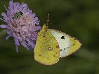 Colias alfacariensis 3, Zuidelijke luzernevlinder, female, Saxifraga-Marijke Verhagen