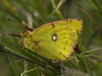 Colias alfacariensis 5, Zuidelijke luzernevlinde, male, Saxifraga-Jan van der Straaten