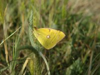 Colias alfacariensis 6, Zuidelijke luzernevlinder, Saxifraga-Jan van der Straaten