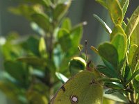 Colias alfacariensis 8, Zuidelijke luzernevlinder, Vlinderstichting-Kars Veling