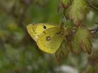 Colias alfacariensis 9, Zuidelijke luzernevlinder, Saxifraga-Jan van der Straaten