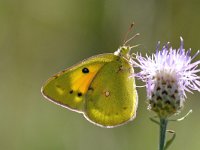 Colias chrysotheme 2, Steppeluzernevlinder, Saxifraga-Peter Gergely