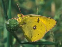 Colias croceus 10, Oranje luzernevlinder, male, Vlinderstichting-Ben Haven