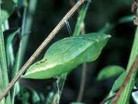 Colias croceus 13, Oranje luzernevlinder, pupa, Saxifraga-Frits Bink