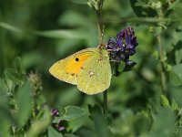 Colias croceus 15, Oranje luzernevlinder, Vlinderstichting-Henk Bosma