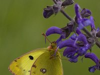 Colias croceus 18, Oranje luzernevlinder, Vlinderstichting-Henk Bosma