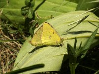 Colias croceus 2, Oranje luzernevlinder, Saxifraga-Jan van der Straaten