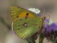 Colias croceus 20, Oranje luzernevlinder, Saxifraga-Luc Hoogenstein