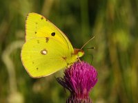 Colias croceus 22, Oranje luzernevlinder, Vlinderstichting-Chris van Swaay  5.15 16:10