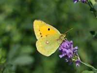 Colias croceus 23, Oranje luzernevlinder, Vlinderstichting-Henk Bosma