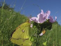 Colias croceus 26, Oranje luzernevlinder, Saxifraga-Rob Felix : Animalia, Arthropoda, Insecta, Lepidoptera, animal, arthropod, butterfly, dier, dieren, geleedpotige, geleedpotigen, insect, insecten, vlinder, vlinders